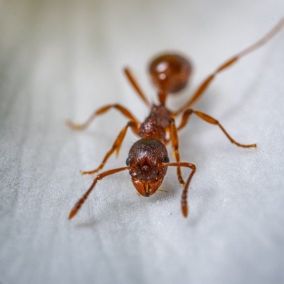 Field Ants, Pest Control in Thames Ditton, Weston Green, KT7. Call Now! 020 8166 9746