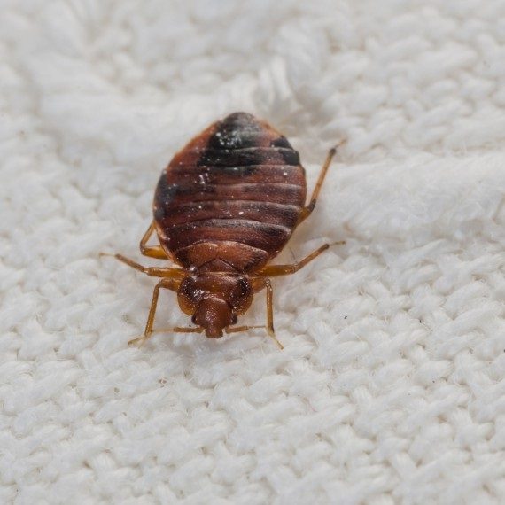 Bed Bugs, Pest Control in Thames Ditton, Weston Green, KT7. Call Now! 020 8166 9746