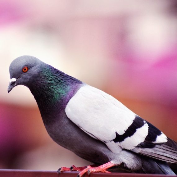 Birds, Pest Control in Thames Ditton, Weston Green, KT7. Call Now! 020 8166 9746