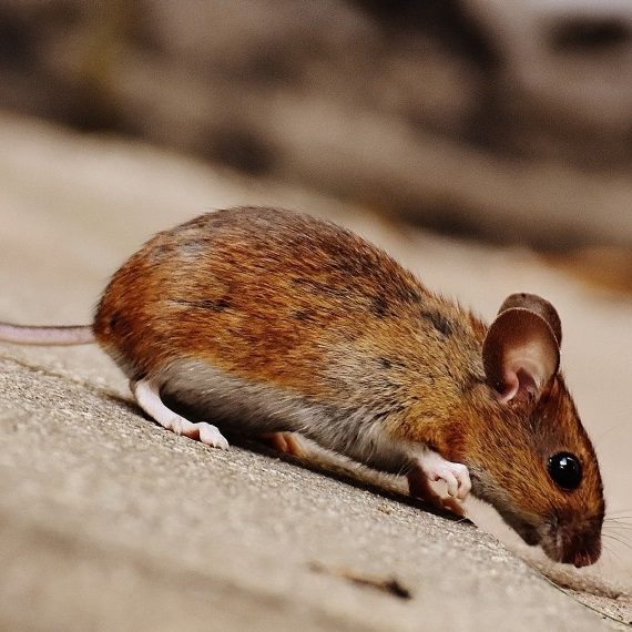 Mice, Pest Control in Thames Ditton, Weston Green, KT7. Call Now! 020 8166 9746