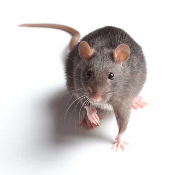 Rats, Pest Control in Thames Ditton, Weston Green, KT7. Call Now! 020 8166 9746
