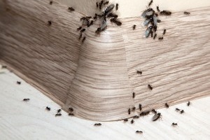 Ant Control, Pest Control in Thames Ditton, Weston Green, KT7. Call Now 020 8166 9746