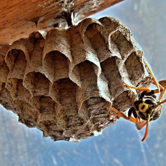 Wasps Nest, Pest Control in Thames Ditton, Weston Green, KT7. Call Now! 020 8166 9746