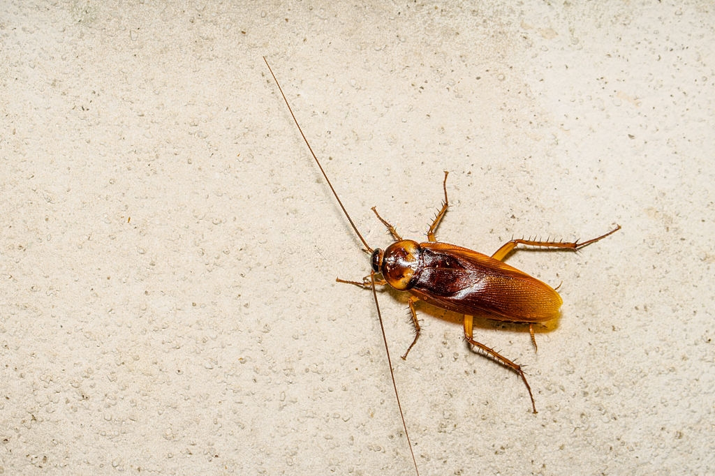 Cockroach Control, Pest Control in Thames Ditton, Weston Green, KT7. Call Now 020 8166 9746
