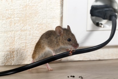 Pest Control in Thames Ditton, Weston Green, KT7. Call Now! 020 8166 9746