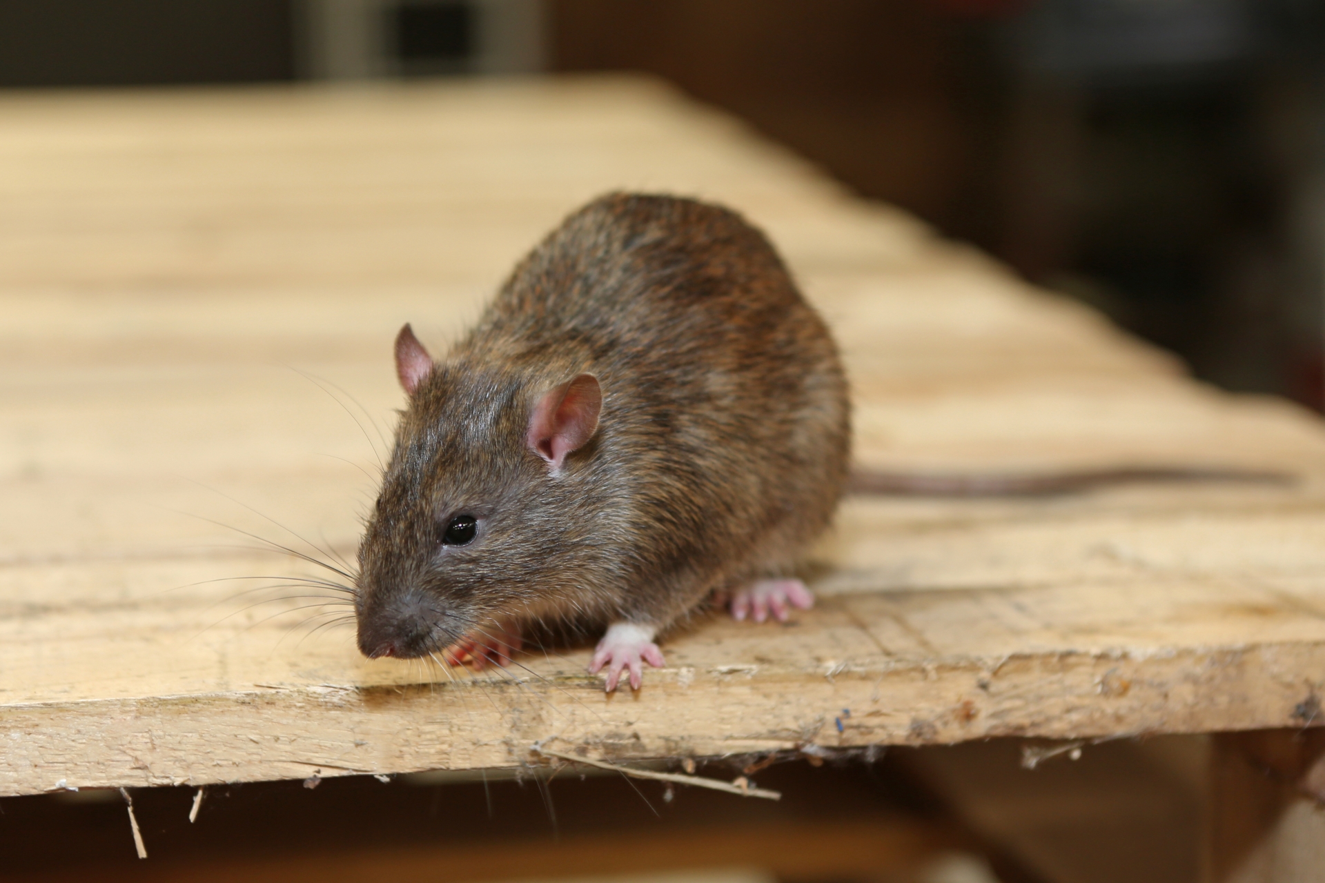Rat Infestation, Pest Control in Thames Ditton, Weston Green, KT7. Call Now 020 8166 9746