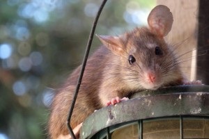 Rat Control, Pest Control in Thames Ditton, Weston Green, KT7. Call Now 020 8166 9746