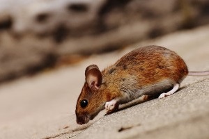 Mice Exterminator, Pest Control in Thames Ditton, Weston Green, KT7. Call Now 020 8166 9746