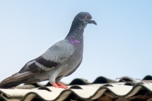 Pigeon Pest, Pest Control in Thames Ditton, Weston Green, KT7. Call Now 020 8166 9746