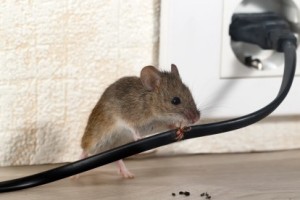 Mice Control, Pest Control in Thames Ditton, Weston Green, KT7. Call Now 020 8166 9746